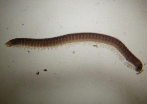 Réf. 273 256 : Leptoiulus kervillei